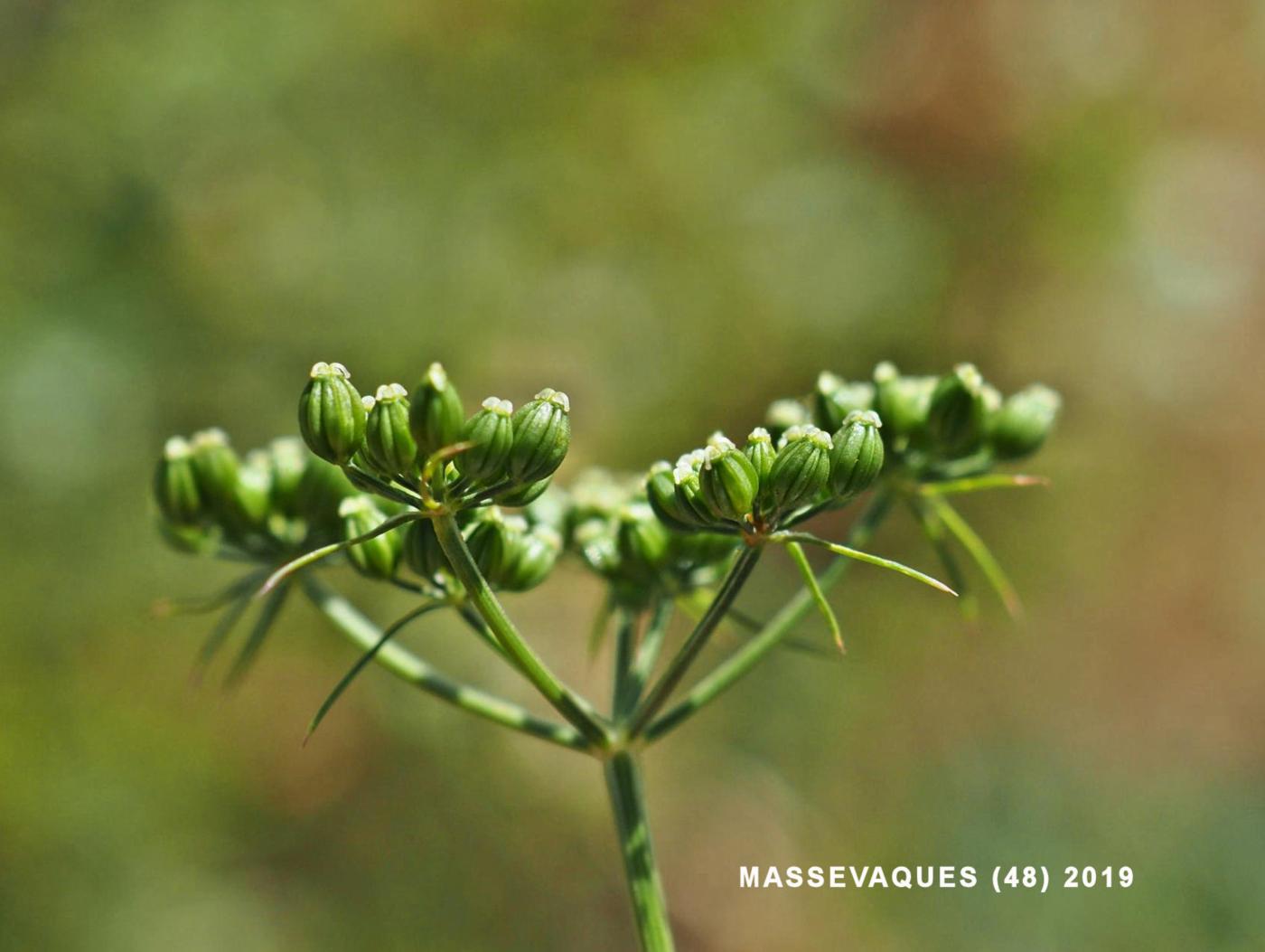 Fool's Parsley fruit